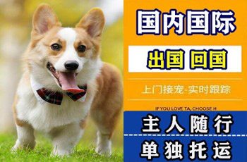 丰台区宠物托运公司丰台区宠物托运公司丰台区宠物托运公司