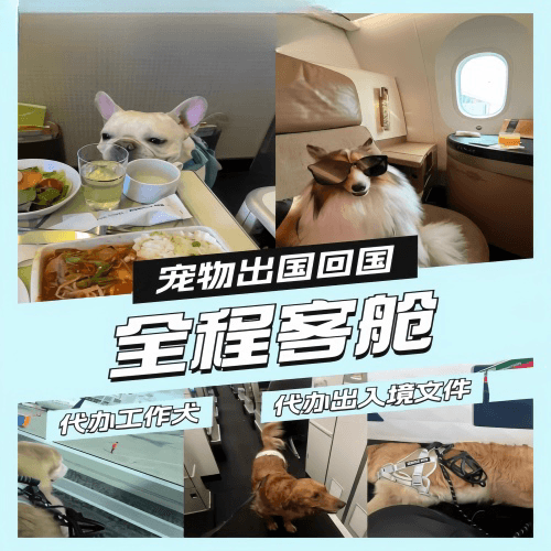 丰台区宠物托运到白俄罗斯宠物入境规定和要求
